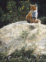 Fox Pup At Den Entrance | Obraz na stenu