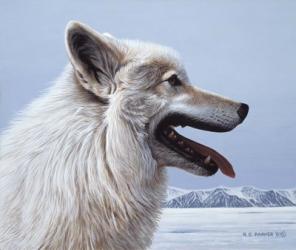 Arctic Wolf Portrait | Obraz na stenu