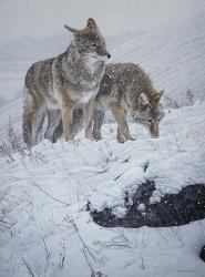 Winter Storm- Coyotes | Obraz na stenu