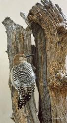 Gila Woodpecker | Obraz na stenu