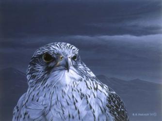 Gyr Falcon Portrait | Obraz na stenu