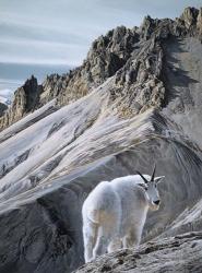Ramparts- Mountain Goats | Obraz na stenu