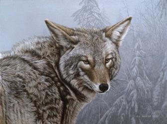 Coyote Portrait | Obraz na stenu
