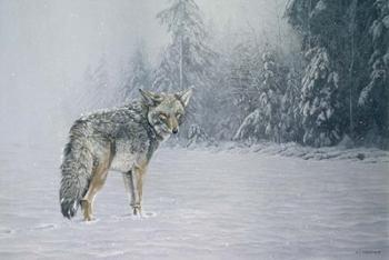 Coyote In Snow | Obraz na stenu