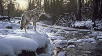 Winter Creek - Coyote | Obraz na stenu