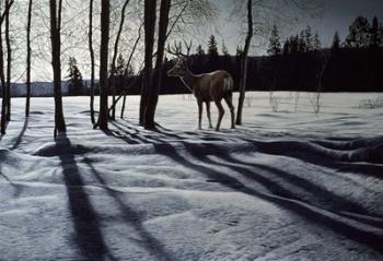 Afternoon Shadows- Mule Deer | Obraz na stenu