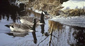Spring Arrivals- Canada Geese | Obraz na stenu