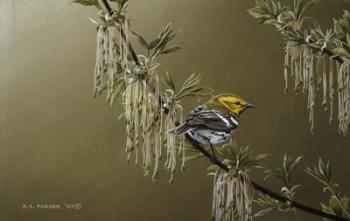 Black Throated Green Warbler | Obraz na stenu