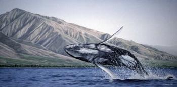 Breeching Humpbacks - Maui | Obraz na stenu