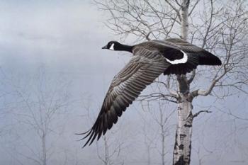 Winter Flight | Obraz na stenu