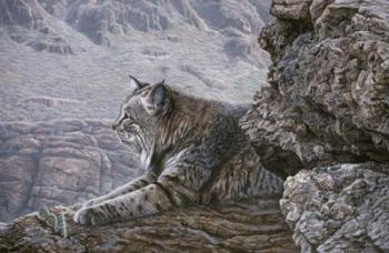 Resting Bobcat | Obraz na stenu