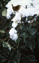 Winter Wren On Ivy | Obraz na stenu