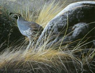 California Quail | Obraz na stenu