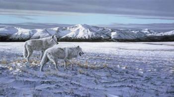 First Snow - Arctic Wolves | Obraz na stenu
