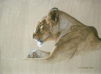 Lionness | Obraz na stenu