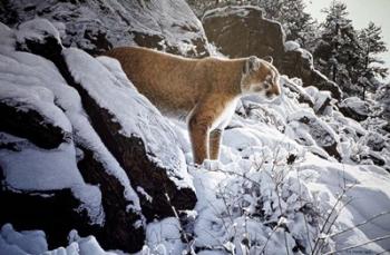Winter Lookout- Cougar | Obraz na stenu