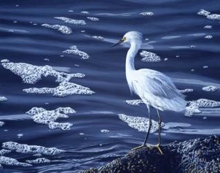 Snowy Egret | Obraz na stenu