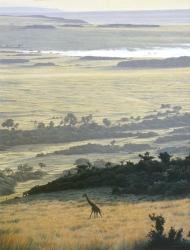 Morning On The Mara | Obraz na stenu