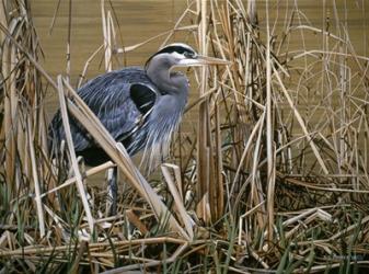 Early Spring - Great Blue Heron | Obraz na stenu