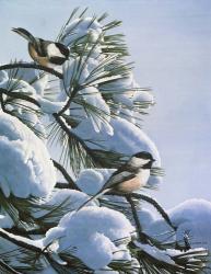Snow On The Pine - Chickadees | Obraz na stenu