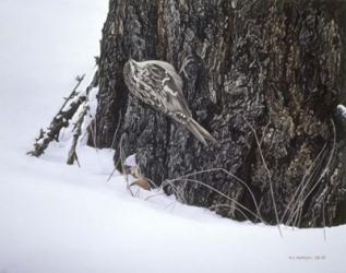 Brown Creeper | Obraz na stenu