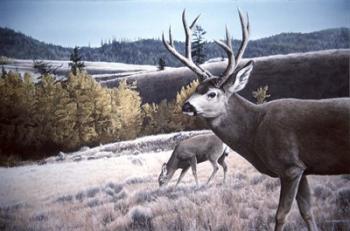Mule Deer In Aspen | Obraz na stenu