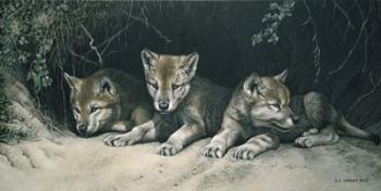 Three Little Wolves | Obraz na stenu