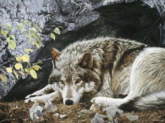 Resting Spot - Wolf | Obraz na stenu