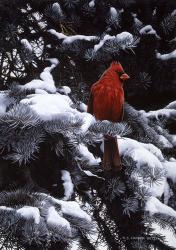 Cardinal In Blue Spruce | Obraz na stenu