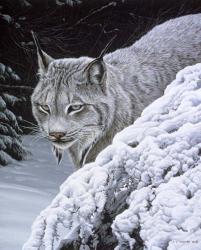 Behind The Hemlock - Lynx | Obraz na stenu