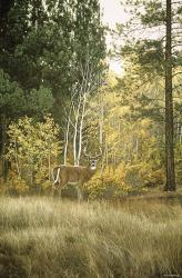 Autumn Aspen - White Tailed Deer | Obraz na stenu