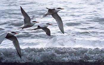 Above The Waves - Common Terns | Obraz na stenu