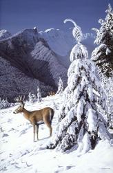 Whitetail Deer | Obraz na stenu