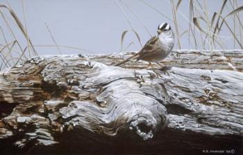 White Crowned Sparrow | Obraz na stenu