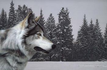Wolf Portrait | Obraz na stenu