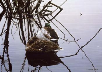 Still Water - Mallards | Obraz na stenu