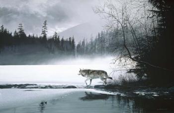 Spring Mist - Gray Wolf | Obraz na stenu