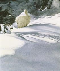 Snow Shoe Hare | Obraz na stenu