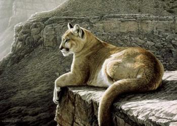Rimrock - Cougar | Obraz na stenu