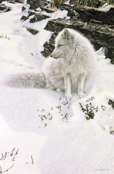 Blue Shadows - Arctic Fox | Obraz na stenu