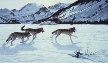 On The Run - Wolf Pack | Obraz na stenu