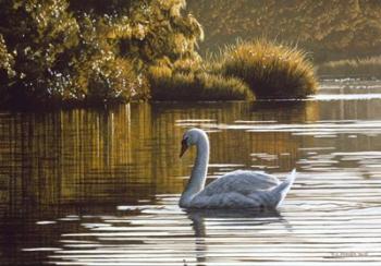 Morning On The Lagoon - Mute Swan | Obraz na stenu