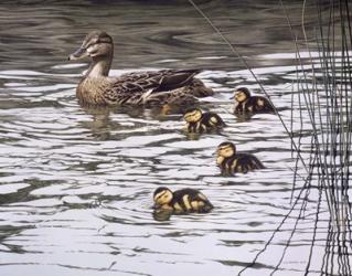 Mallard Family | Obraz na stenu