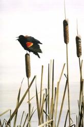 Early Arrival- Red- Winged Blackbird | Obraz na stenu