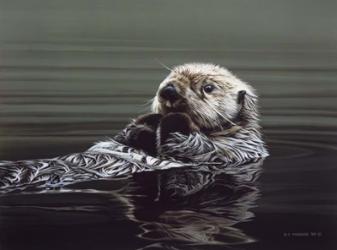 Just Resting - Sea Otter | Obraz na stenu