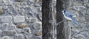 Autumn Blue Jay | Obraz na stenu