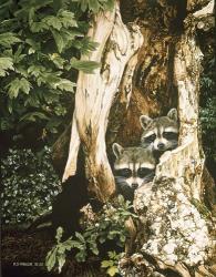 Raccoon Pair | Obraz na stenu