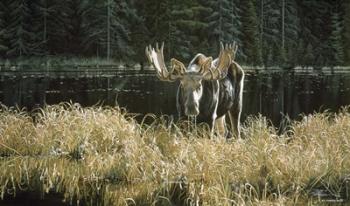 Autumn Foraging - Moose | Obraz na stenu