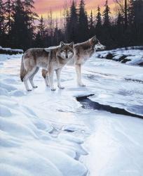 Wolves At Sunset | Obraz na stenu