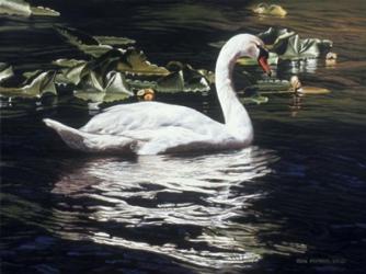 Mute Swan And Lily Pads | Obraz na stenu